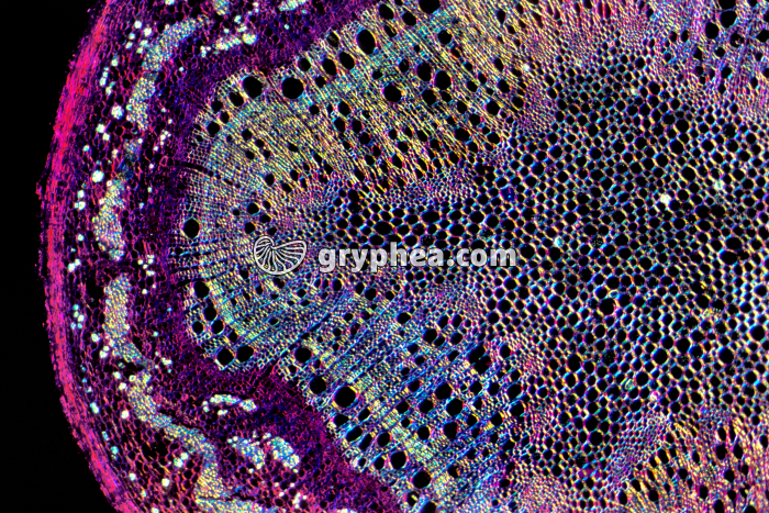 Tige de Chêne jeune FN CT x3 - gryphea.org